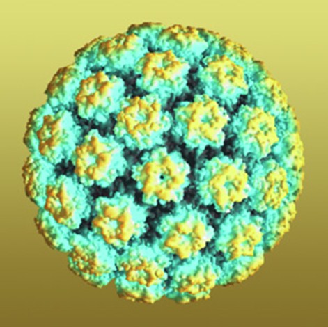 HPVvirus1